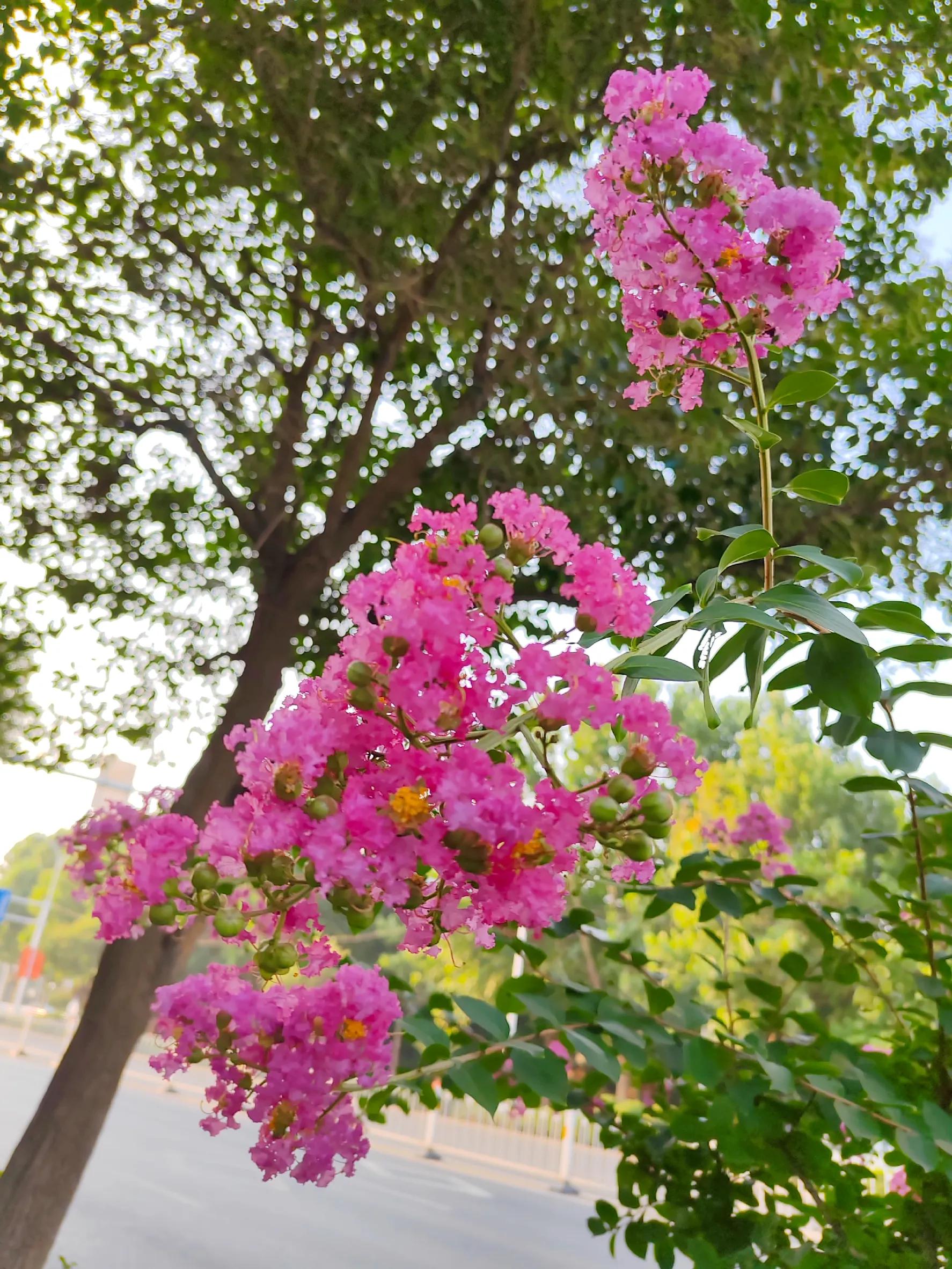 生日快乐图片,生日快乐专用视频