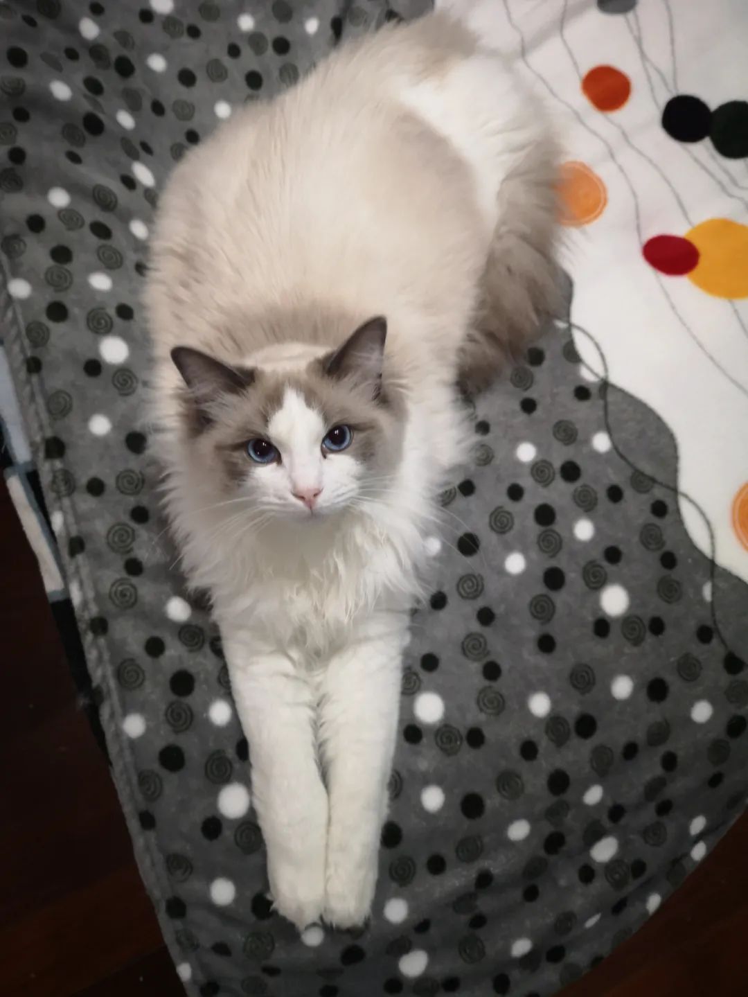 汤圆布偶猫,最好看的布偶猫汤圆