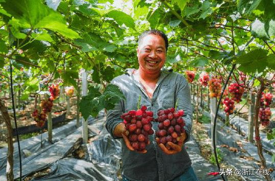 #最佳应用汇#亩均收入从3万元到8万元的秘密:浙农服应用成数据新农资