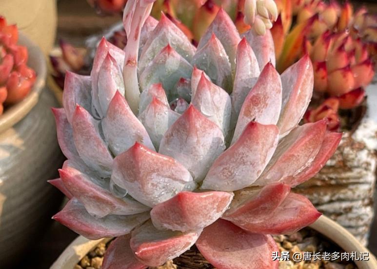 多肉蓝石莲穿裙子,薄叶蓝鸟多肉和蓝石莲的区别