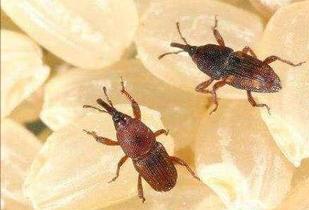 谷象的特征习性,农村谷堆的图片有吗