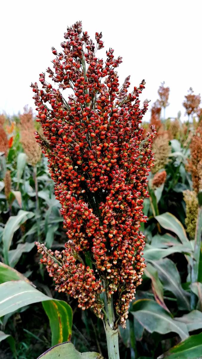 高粱品种图片大全,高粱乌米图片