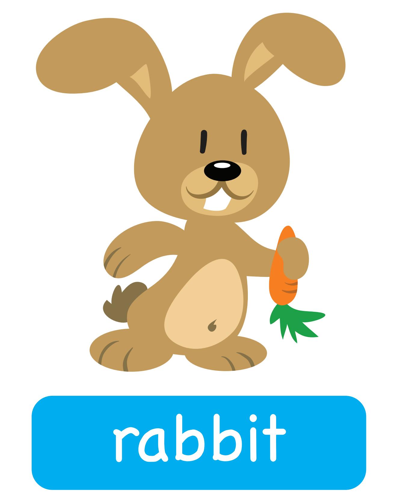 图说英语单词：高清动物类卡片，一图一单词