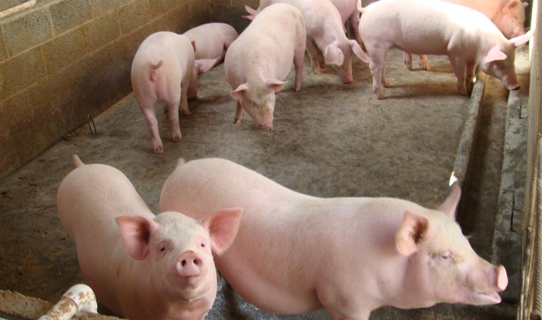 猪突然不吃食一招解决方法,猪中暑后不吃食怎么办