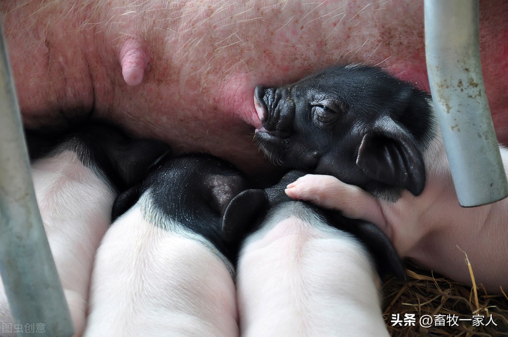 小母猪最后怎么处理,小母猪发猪情的表现