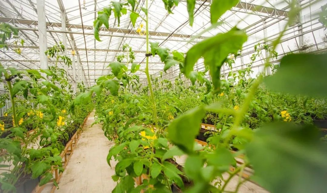 多利桃花源有机农庄,多利桃花源旅行