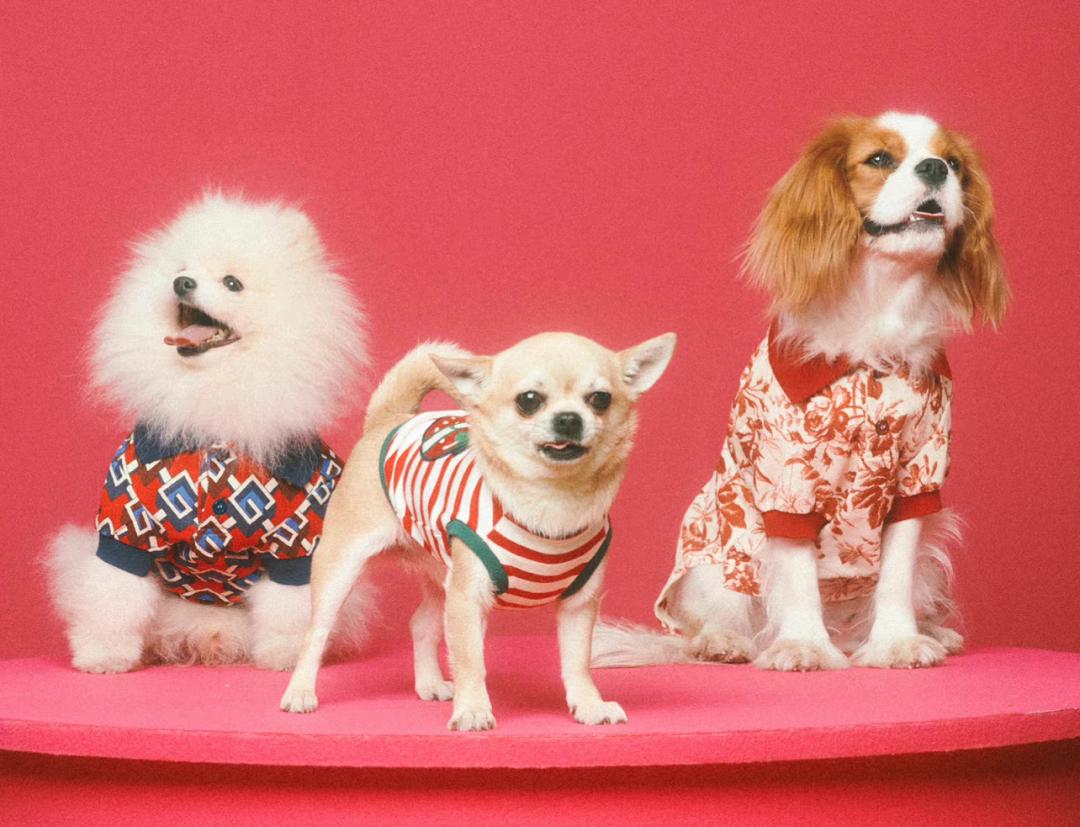 gucci宠物床,gucci宠物系列可订