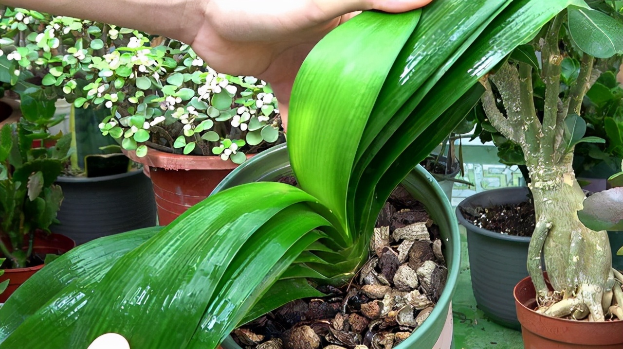 5种花清新淡雅好漂亮,5种花卉夏天不怕晒越晒开花越多