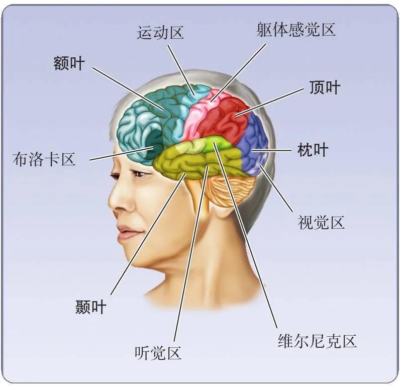 心理学脑的结构和功能,脑解剖结构图及功能