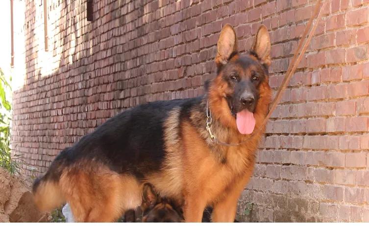 德国牧羊犬怀孕43天吃什么,德国牧羊犬幼崽怎么喂养