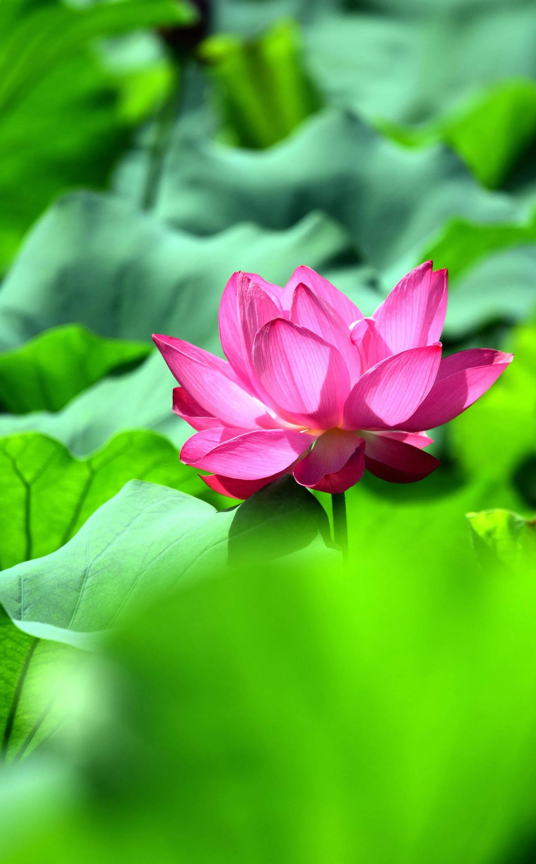 漂亮美丽的荷花壁纸,雨中荷花壁纸荣盛城