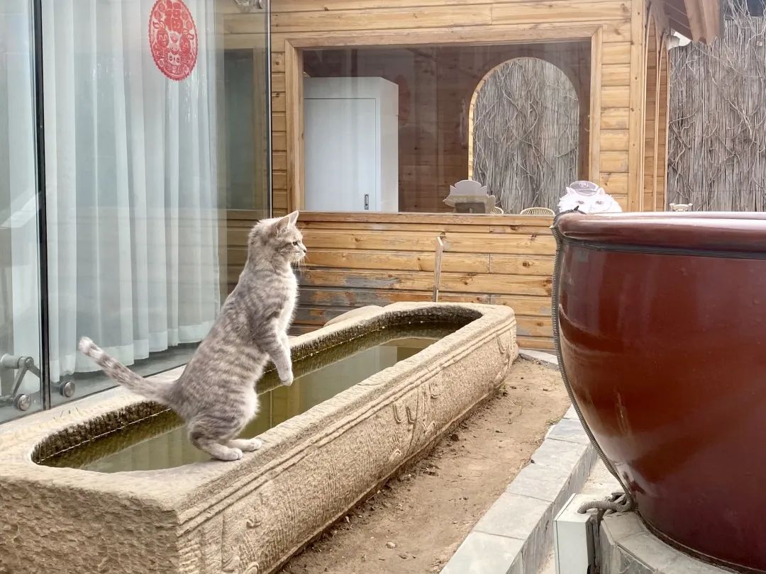 猫掉缸里怎么办,猫咪老是掉缸怎么办