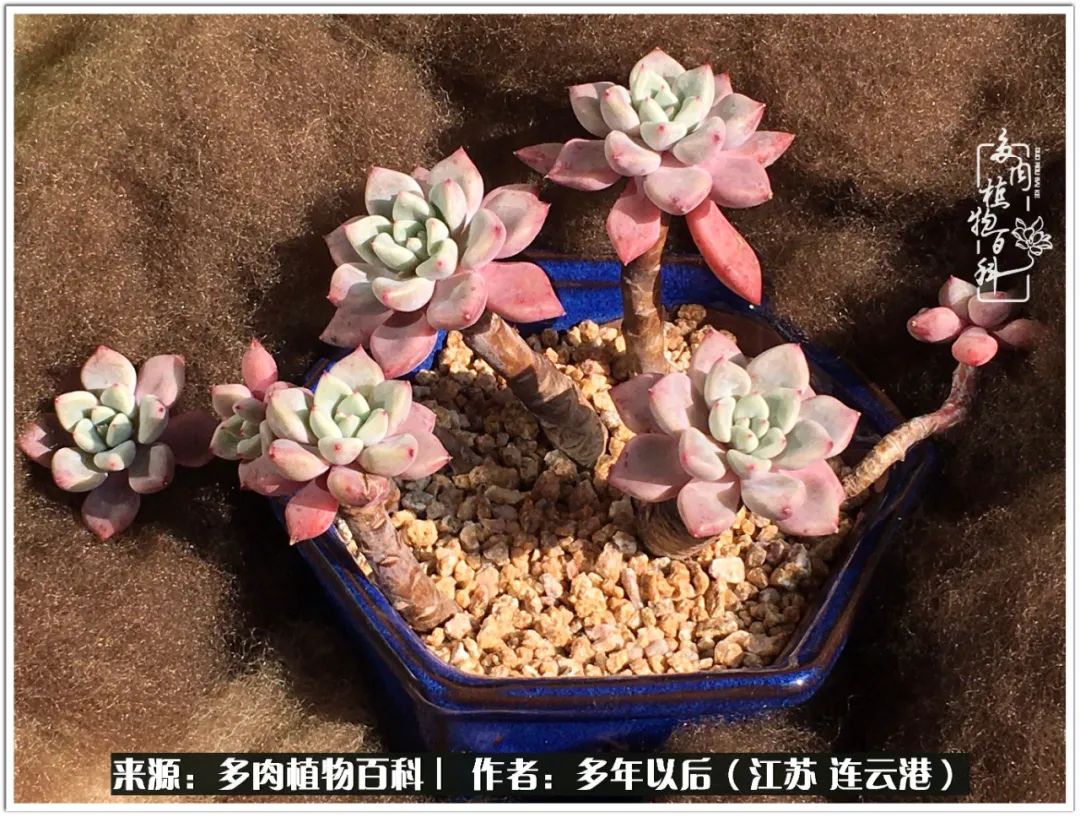 我若不弃，愿你不负我所期