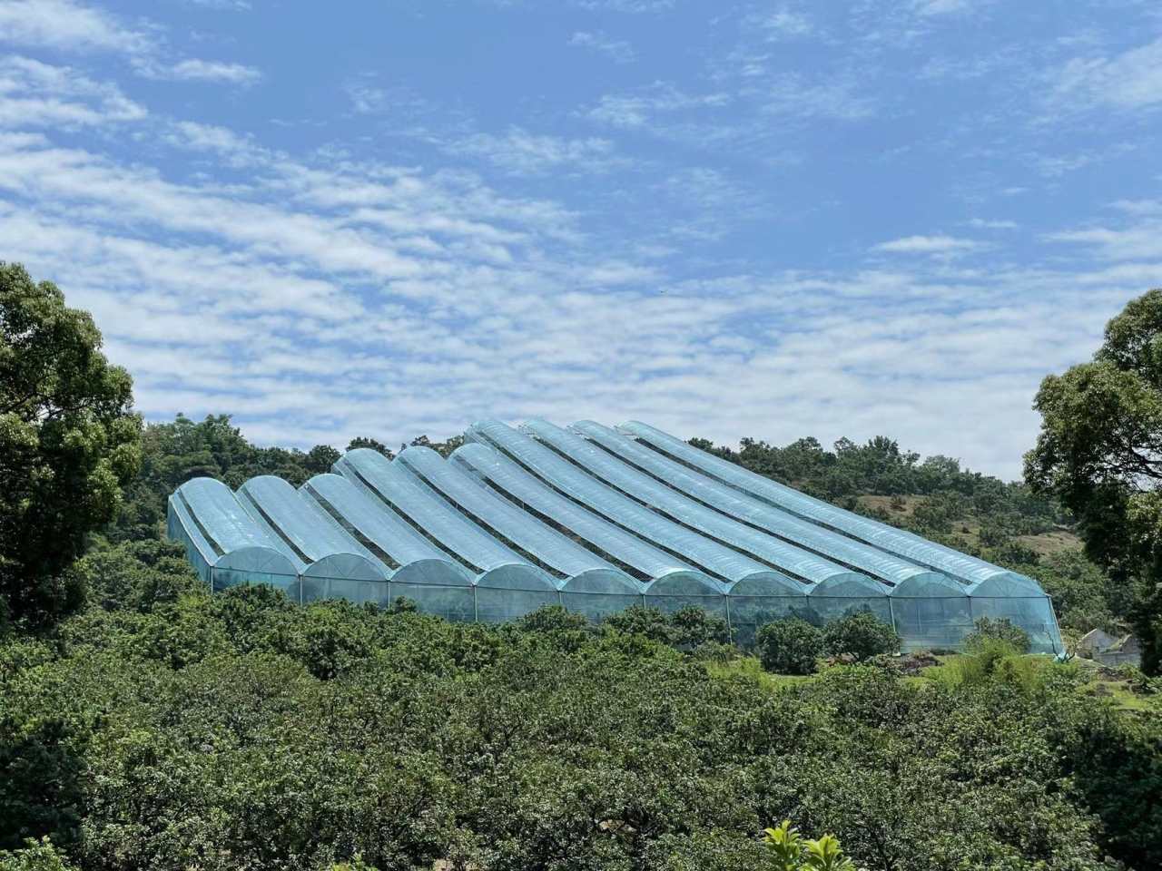 大棚东魁杨梅抢鲜上市,东魁杨梅采摘园