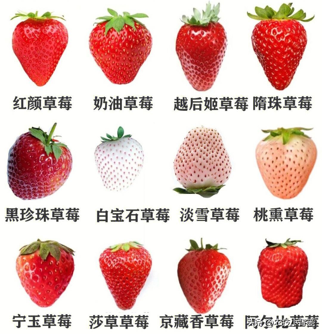 种草莓不要大棚能种植草莓吗,用烂草莓种草莓的正确种植方法