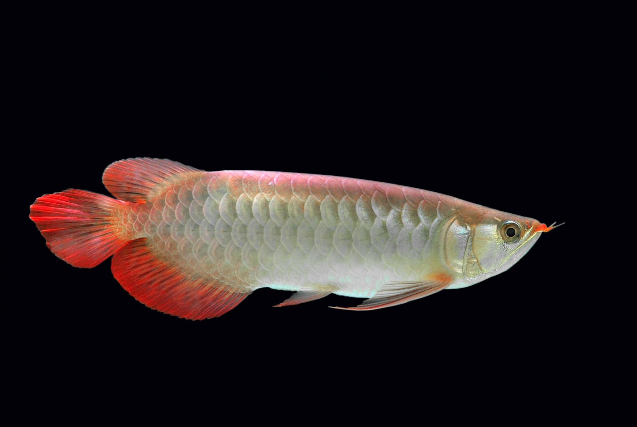 龙鱼烧鳍是什么原因,龙鱼烧尾现象