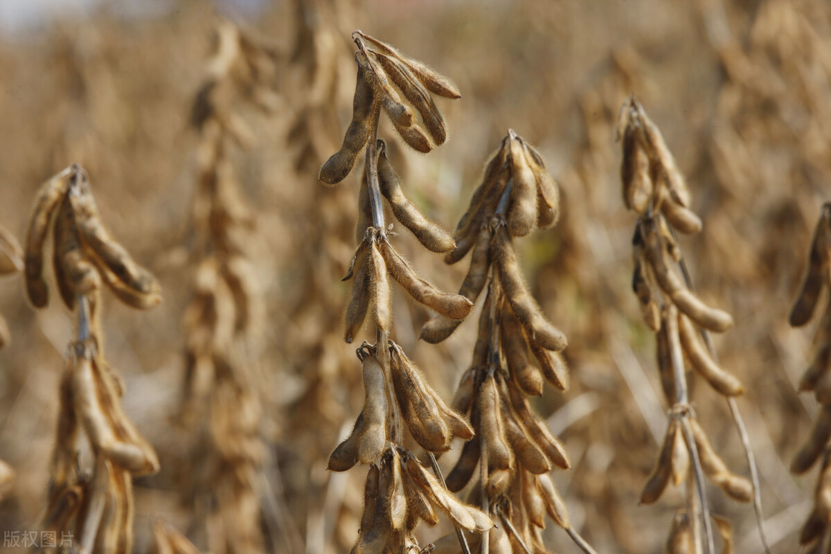 进口转基因大豆最新价格行情,今天进口大豆港口分销价格行情
