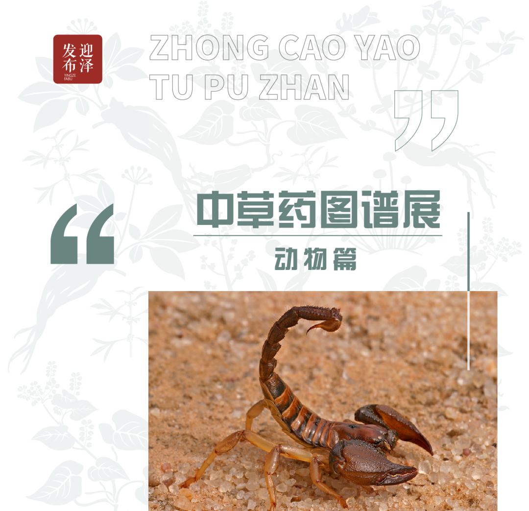 太原市迎泽区：区科技局联合区委宣传部、区科协和迎泽街道共同举办中草药图谱线上展览（动物篇）