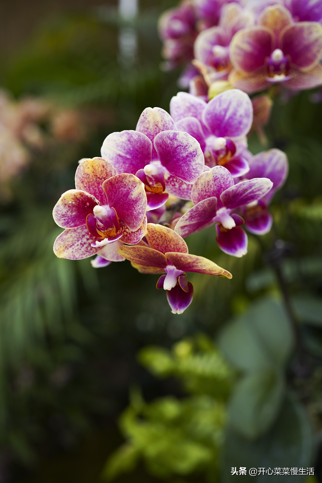 广东兰花第一县,中国最漂亮的兰花小镇