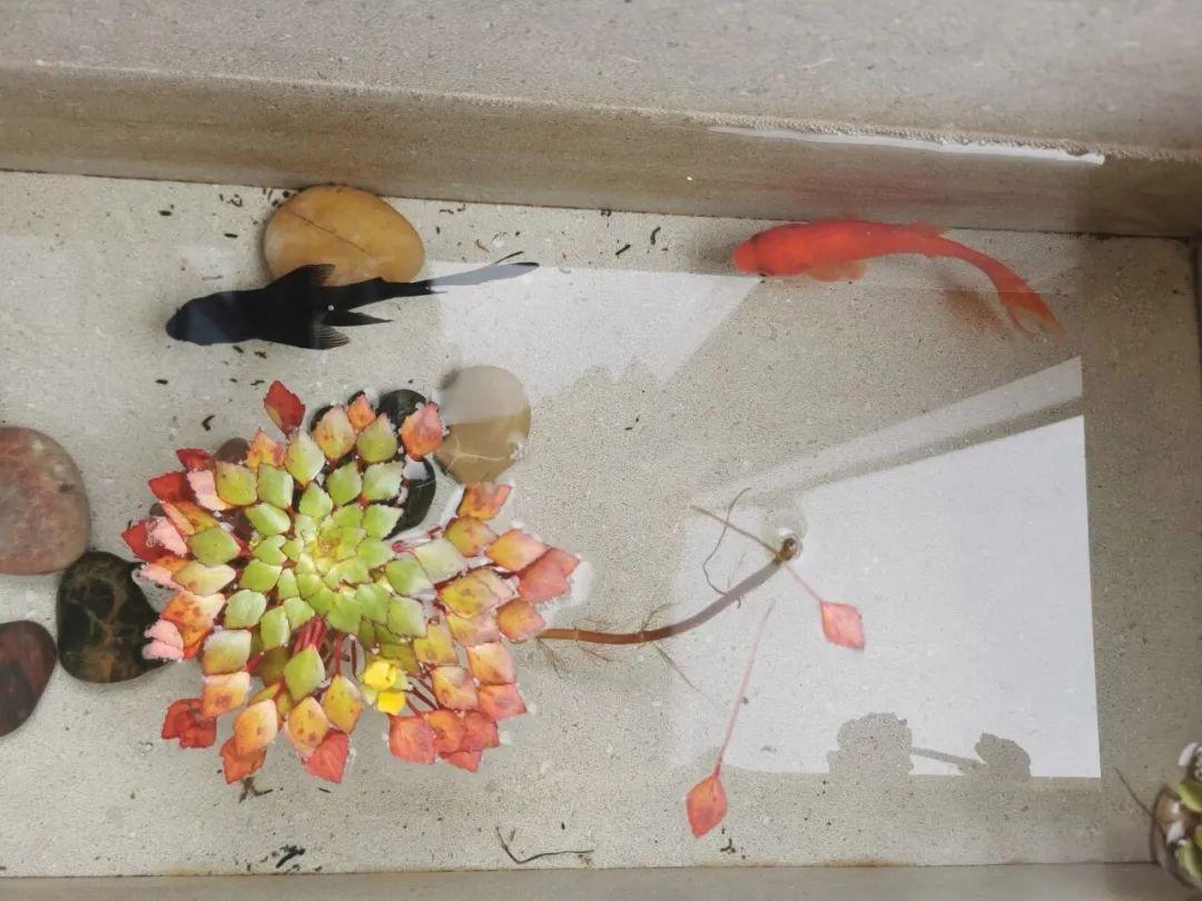 上海一33岁太太，在封闭阳台上砌了几块砖，花坛、鱼池全都有了