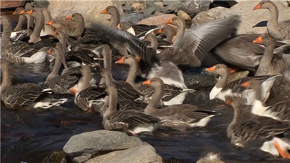 大叔养殖会飞的鹅被大雁拐跑,东北大爷养大鹅让大雁带走3000只