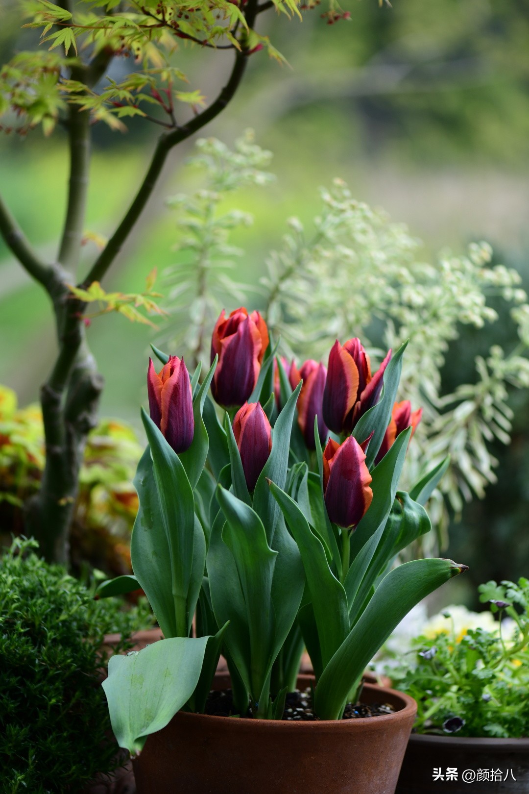 盘点今年河马花园里最美的几款郁金香|园丁