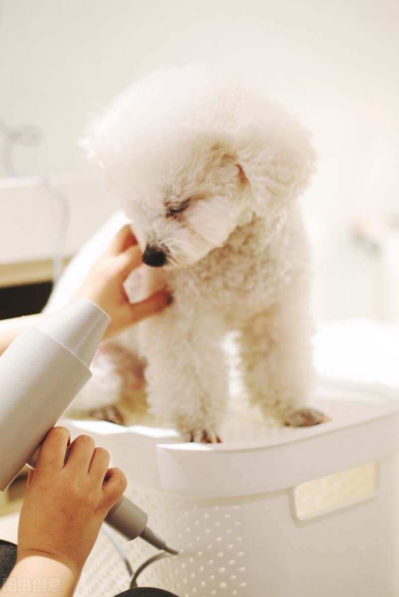 为什么狗狗洗完澡之后疯狂掉毛,狗狗刚洗完澡异味很重什么原因