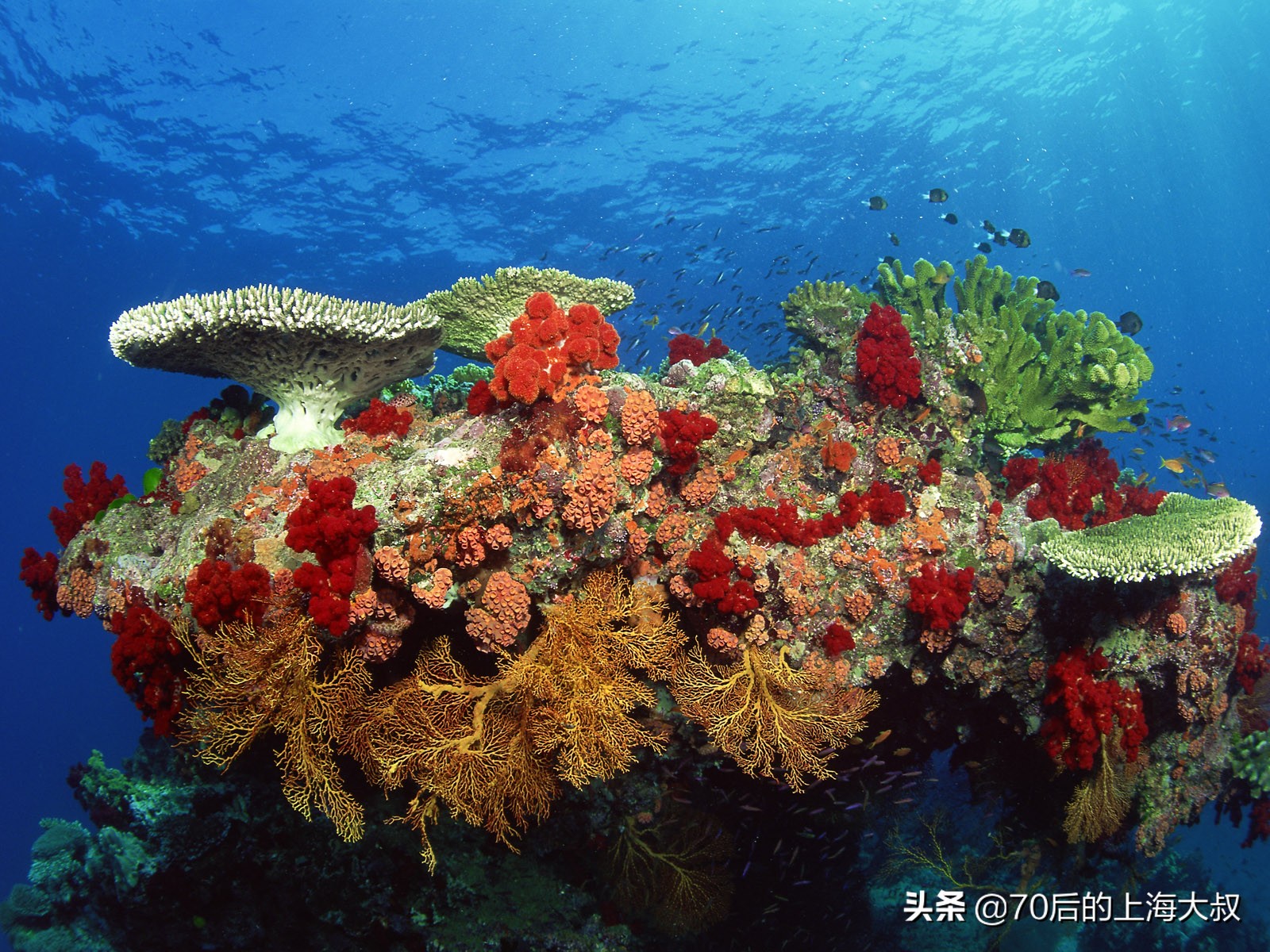 好看的海底世界图片简单又漂亮,漂亮的海底世界景观