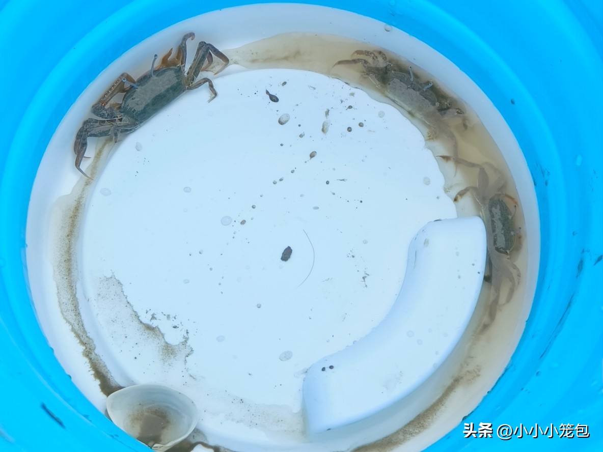 如何带娃赶海,带小朋友赶海攻略