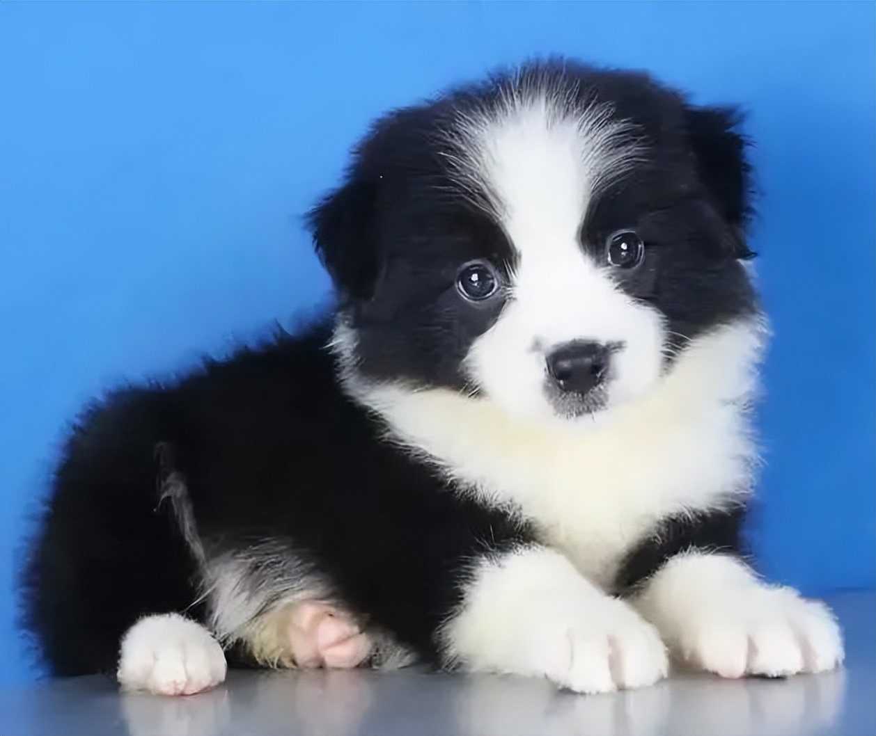 狗狗得细小的症状原因,狗狗得细小初期症状