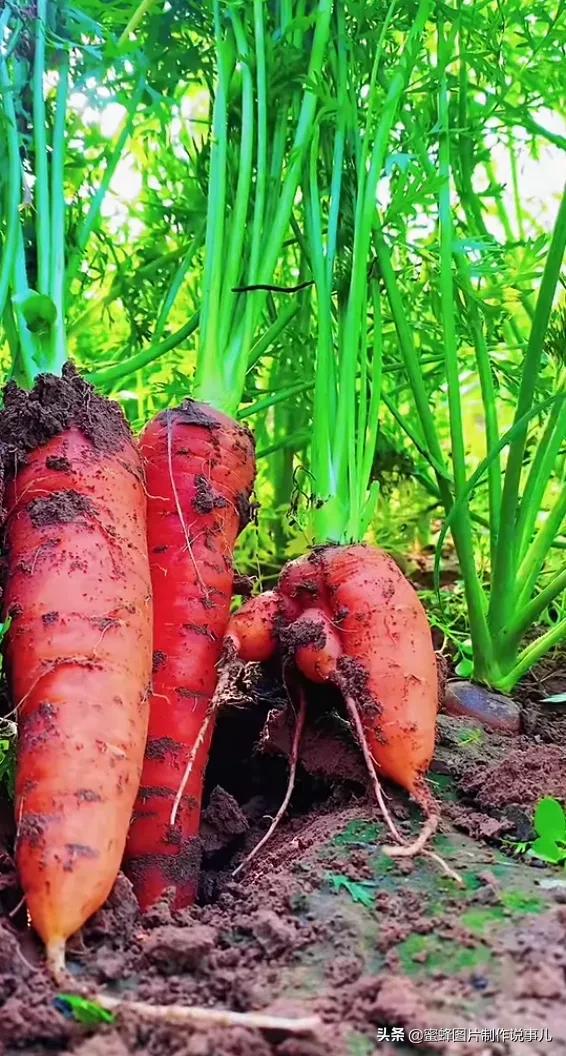 壁纸图片水果清新,丰收的水果高清图片壁纸