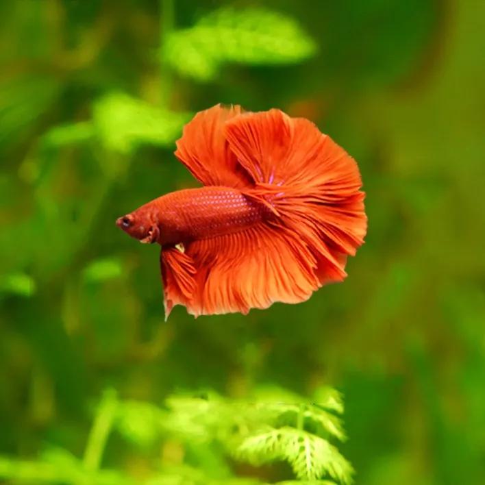 斗鱼不吃颗粒饲料,斗鱼不吃饲料是怎么回事