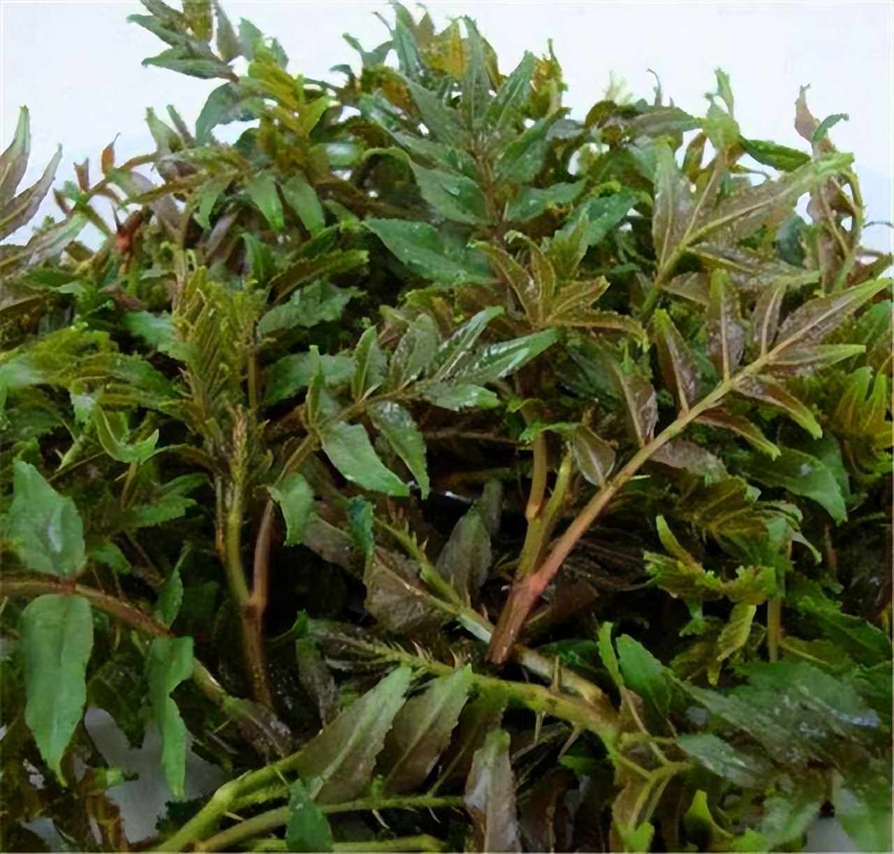 春天看图挖野菜，送你40种野菜大图鉴，让你轻松辨别各种野菜