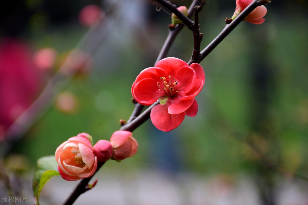 写春天的散文诗儿童,赞美春天的散文诗