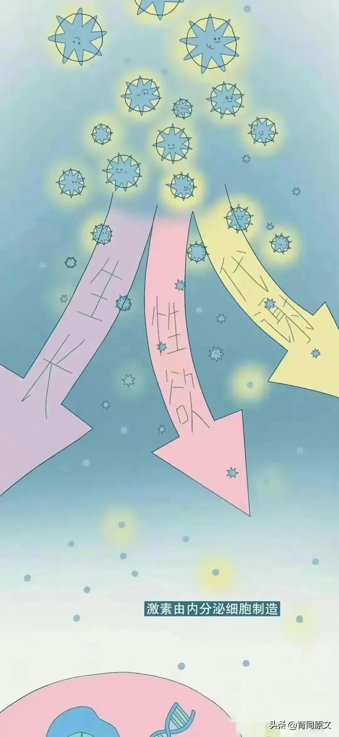 女生分泌荷尔蒙有什么反应,女性荷尔蒙分泌多了会怎样