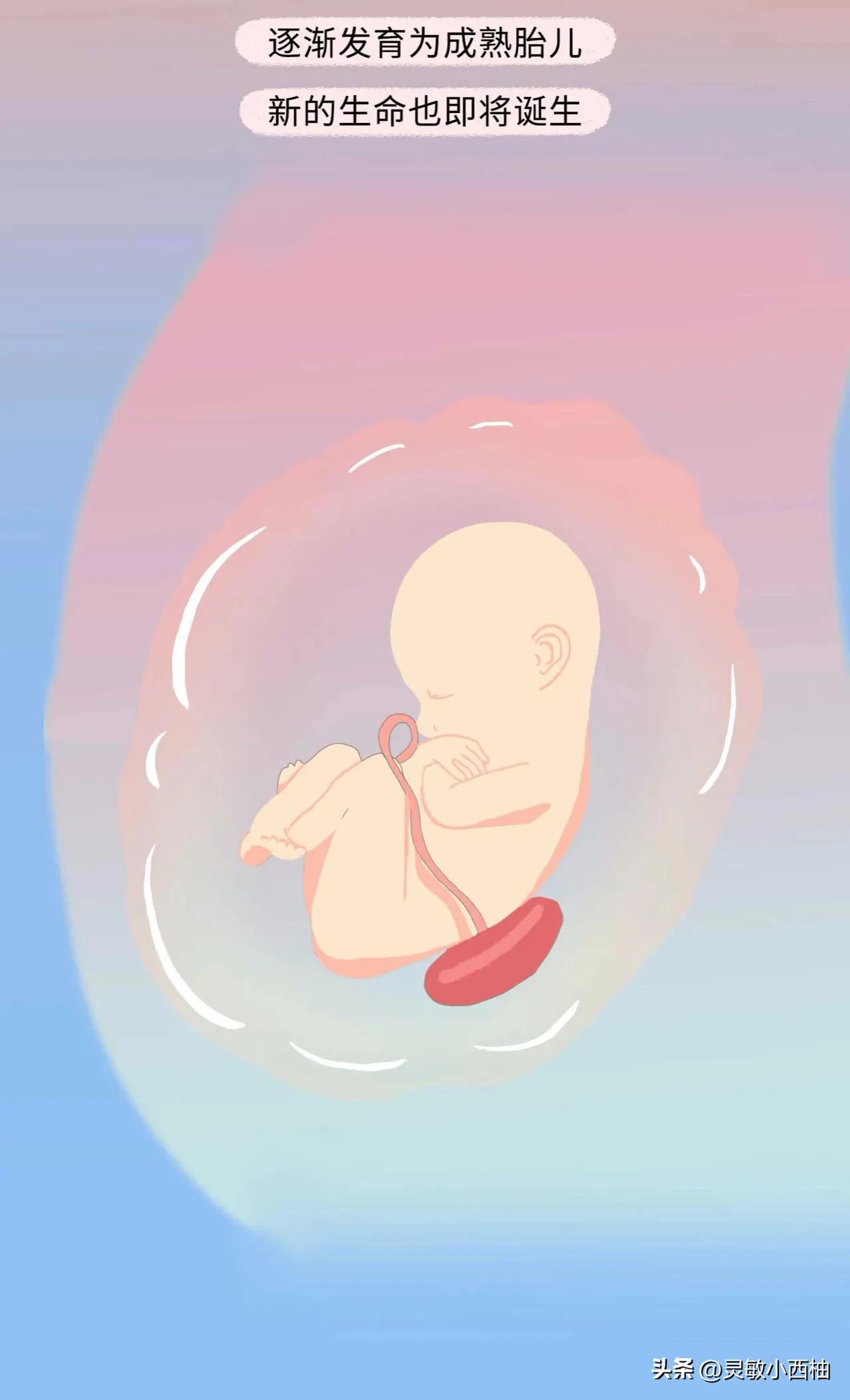 这就是精子进入女性体内的全过程，太神奇了！（漫画）