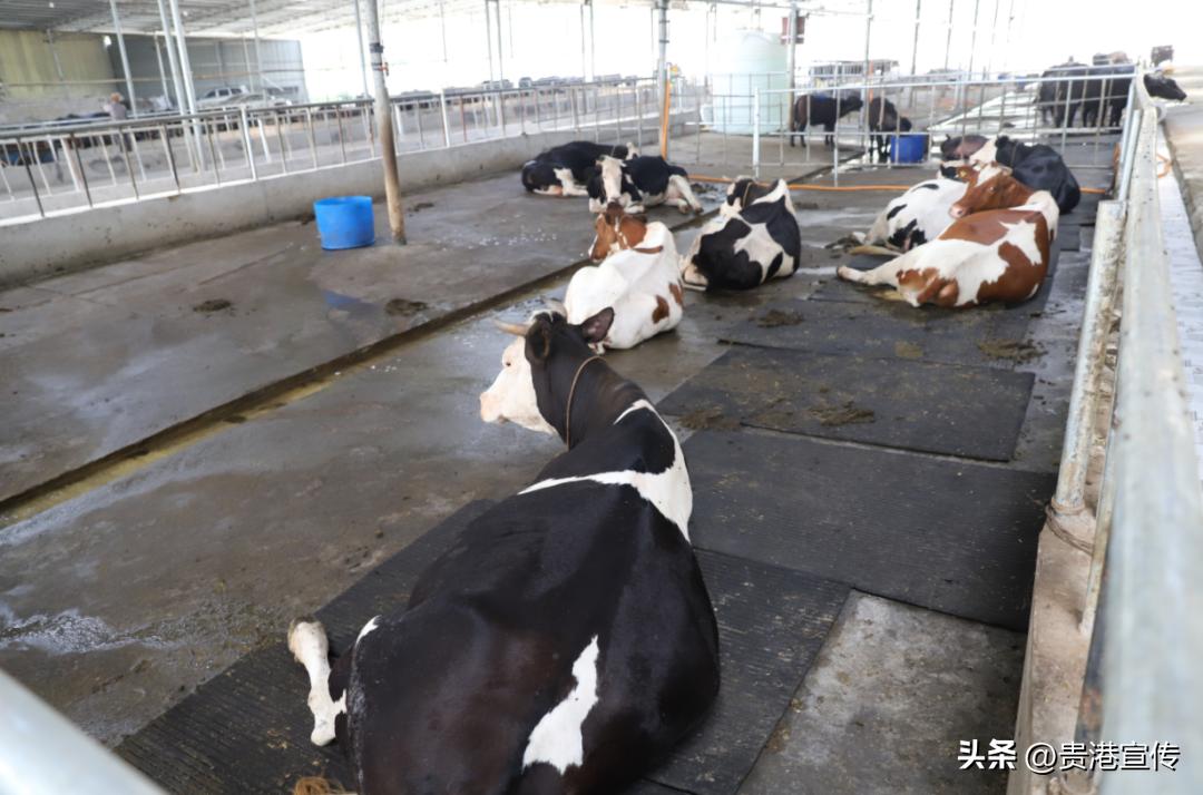 你平时喝的是公牛奶还是母牛奶,你平常喝的牛奶是真的牛奶吗