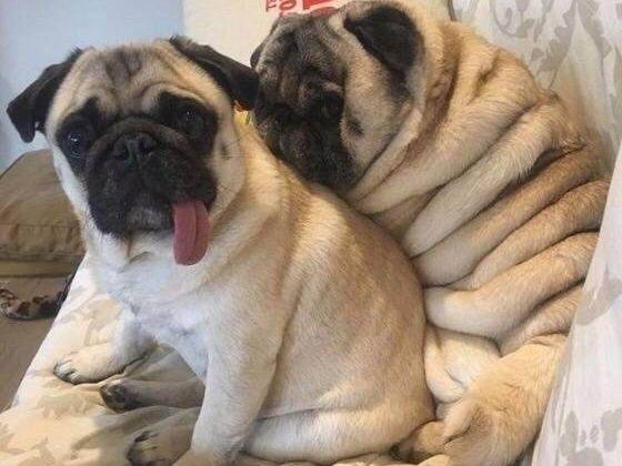 如何使巴哥犬长胖,巴哥犬太瘦怎么办