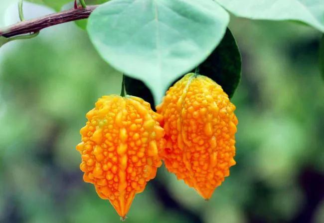 100多种罕见水果欣赏,100种罕见水果名字