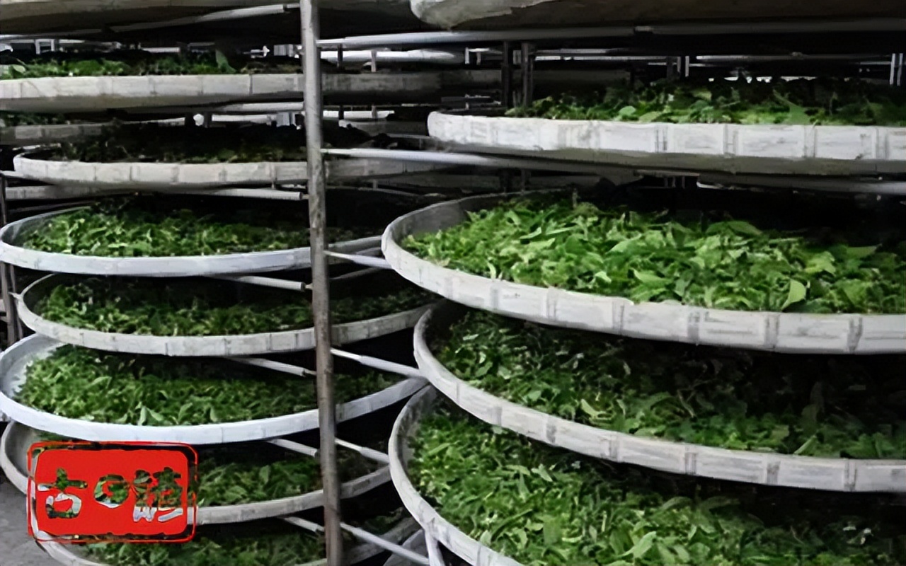 带你了解凤凰单丛,带你了解一下潮州凤凰单丛姜花