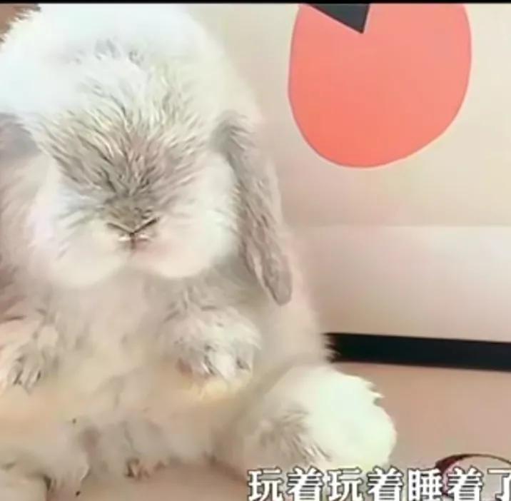 学生党适不适合养宠物,学生党适合养什么宠物