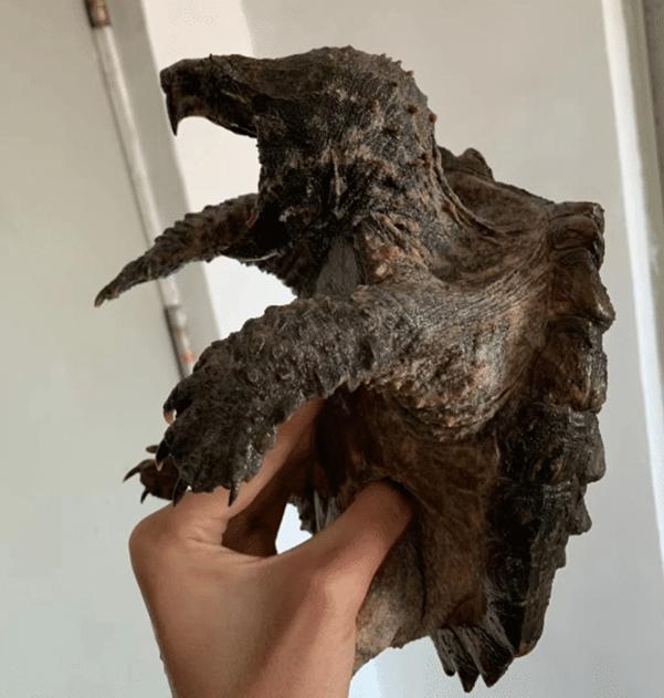 为什么鳄龟长大了背甲会变,鳄龟为什么养的背甲很大