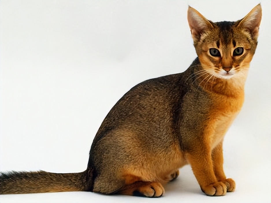 纯种猫咪有哪些颜色,纯种宠物猫有哪些品种