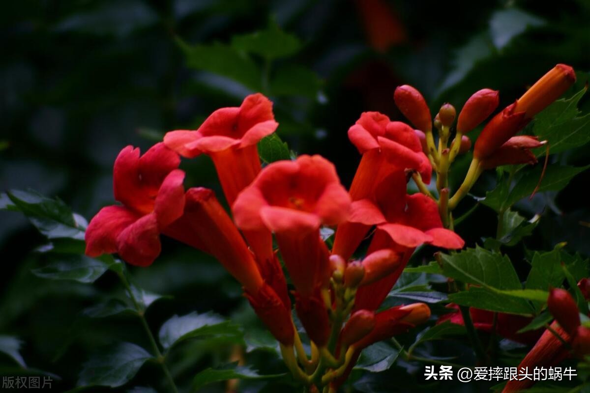 夏日里盛开的凌霄花,绚烂开放的凌霄花