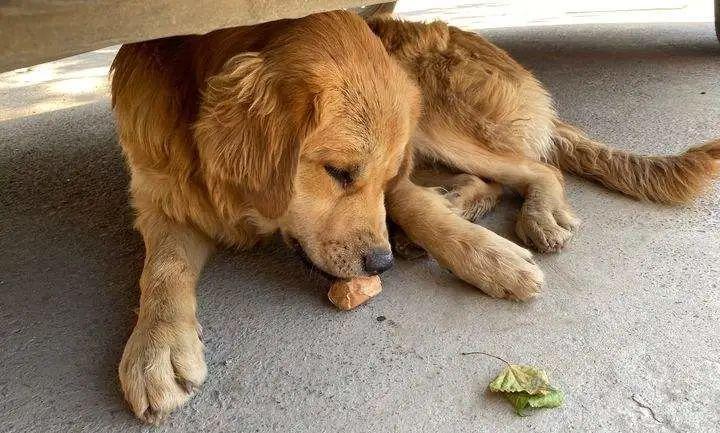 怎么训练狗狗不吃外面的食物,狗狗怎么训练不吃别人给的食物