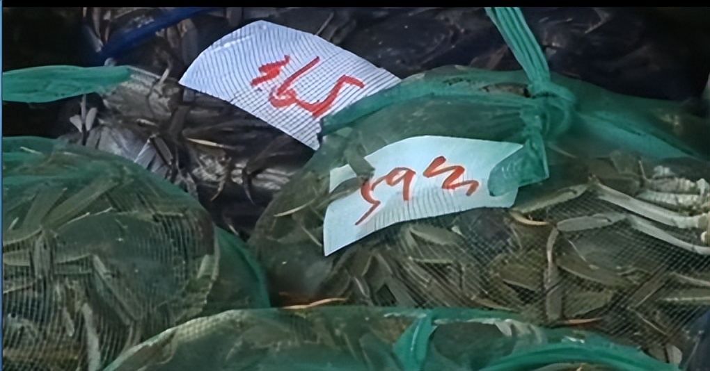 两只螃蟹拍卖出20万，农村大叔养出天价蟹，带动当地年收入20亿