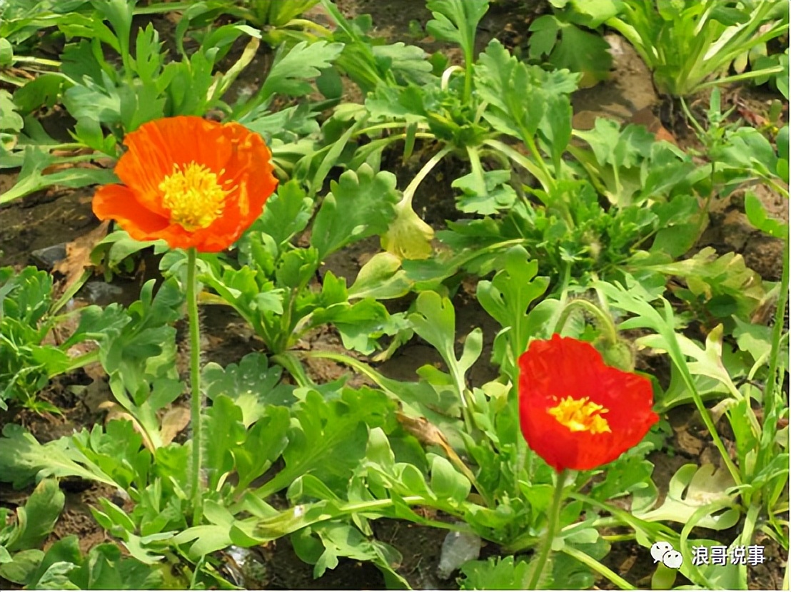 介于*粟罂**与虞美人之间的物种--冰岛*粟罂**（野*粟罂**）