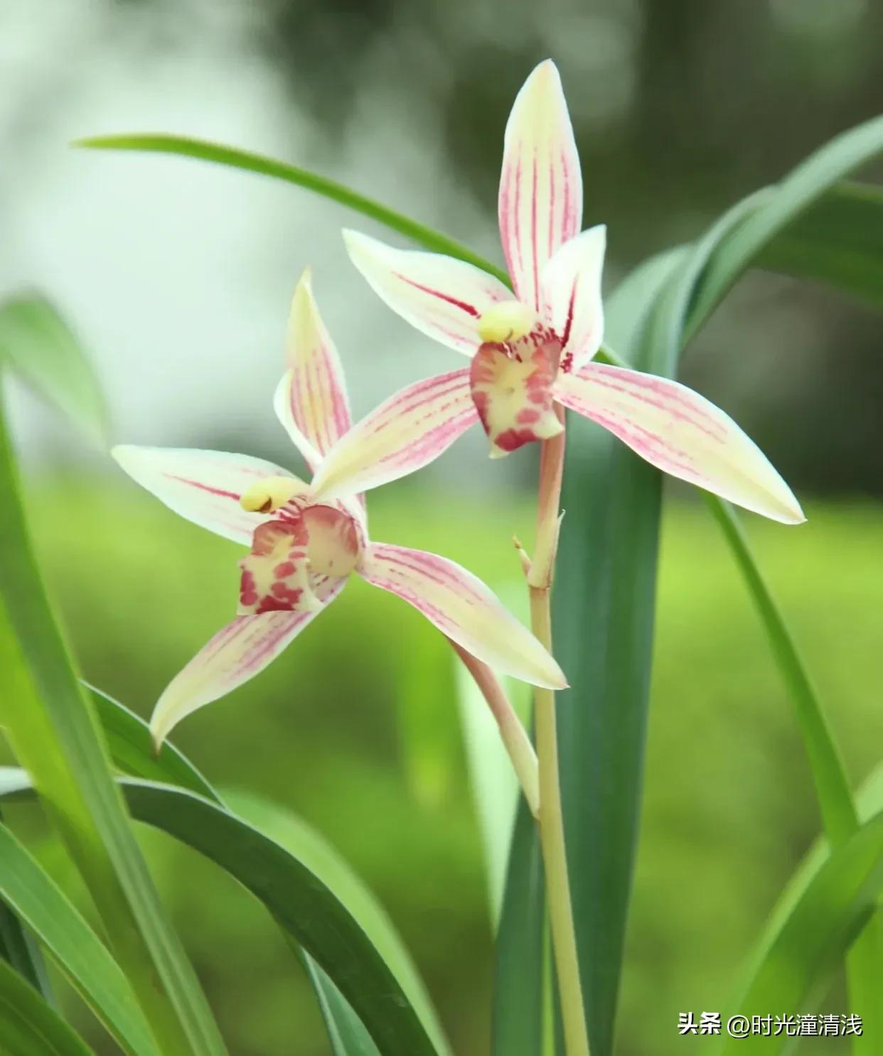 花中四君子之一兰花,兰花花草欣赏