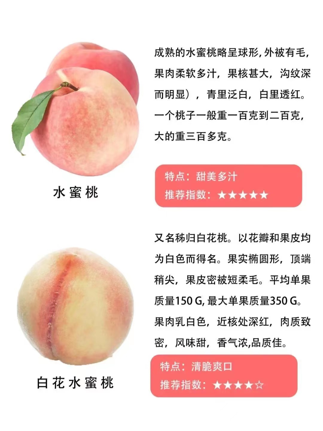 遵义桃子的品种和特点,常见的桃的品种区别有哪些