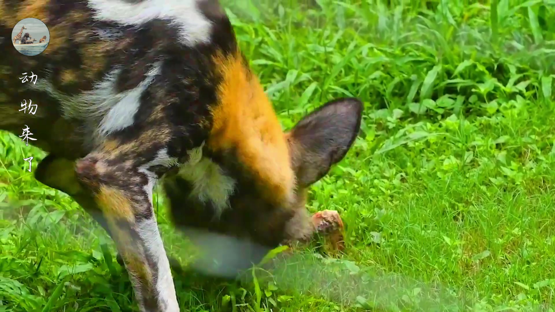 非洲野狗战斗力强悍，一只干掉五十狒狒，但也被人类干掉不少